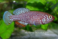 /album/n-malaissei/malaiseisange-jpg/