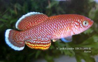 /album/n-polli/pollia-jpg/