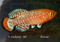 /album/n-rachovii/rachovias-jpg/