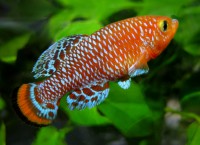 /album/n-rachovii/rachoviia-jpg/