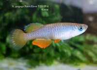 /album/n-janpapi/janpapi-jpg/