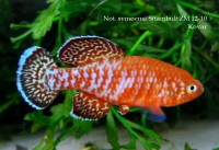 /album/n-symoensi/sit-img-8795-jpg/