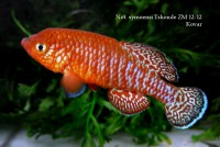 /album/n-symoensi/tsh-img-8767-jpg/