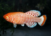 /album/n-rachovii/rach-albino-jpg/